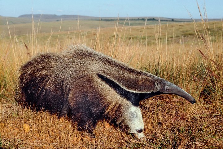 Ilustrační foto Doug Perrine / naturepl.com